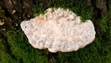 Trametes gibbosa image