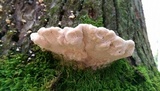 Trametes gibbosa image
