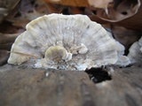 Trametes pubescens image