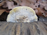 Trametes pubescens image