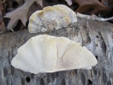 Trametes pubescens image