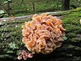 Phaeotremella frondosa image