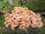 Phaeotremella frondosa image