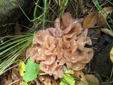 Phaeotremella frondosa image