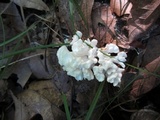 Tremellodendron schweinitzii image
