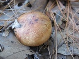 Tricholoma aurantium image