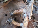 Tricholoma aurantium image