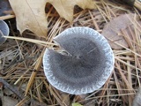 Tricholoma terreum image