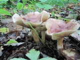 Tricholoma pessundatum image