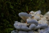 Hydnellum caeruleum image