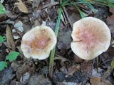 Tricholoma pessundatum image