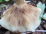 Tricholoma pessundatum image