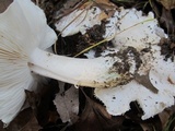 Tricholoma subresplendens image