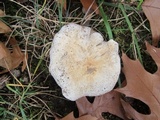 Tricholoma subresplendens image