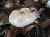 Xerula megalospora image