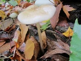 Xerula megalospora image
