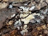 Hyphodontia arguta image
