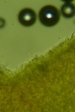 Hyphodontia arguta image