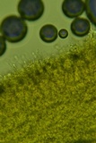 Hyphodontia arguta image