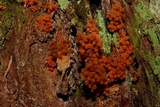 Arcyria ferruginea image