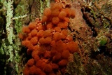 Arcyria ferruginea image