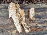 Rigidoporus crocatus image