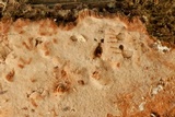 Rigidoporus crocatus image