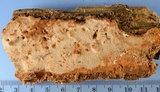 Rigidoporus crocatus image