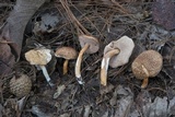 Austroboletus gracilis image
