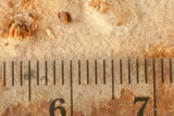 Rigidoporus crocatus image