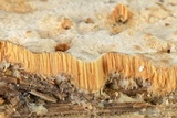 Rigidoporus crocatus image
