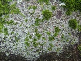 Trapelia glebulosa image