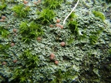 Trapelia glebulosa image