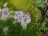 Trapelia glebulosa image