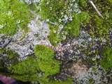 Trapelia glebulosa image
