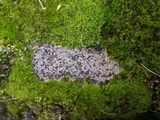 Trapelia glebulosa image