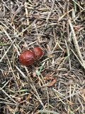 Lactarius subviscidus image