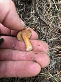 Lactarius subviscidus image