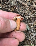 Lactarius subviscidus image