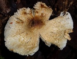 Leucocoprinus cepistipes image