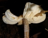 Leucocoprinus cepistipes image