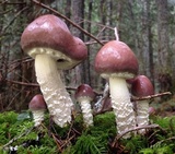 Stropharia hornemannii image