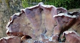 Chondrostereum purpureum image