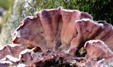 Chondrostereum purpureum image