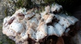 Chondrostereum purpureum image