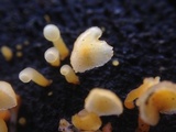 Guepiniopsis buccina image