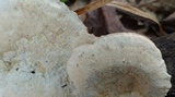 Trametes hirsuta image