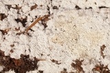 Ceriporia reticulata image