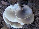 Omphalotus nidiformis image