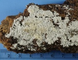 Ceriporia reticulata image